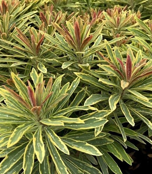 Euphorbia 'Ascot Rainbow'